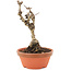 Akebia quinata, 18 cm, ± 10 ans