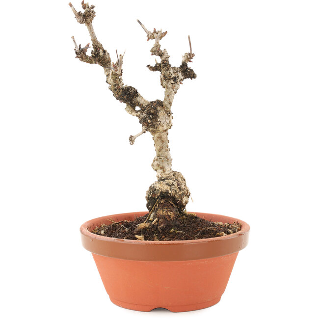 Akebia quinata, 18 cm, ± 10 jaar oud