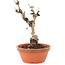 Akebia quinata, 18 cm, ± 10 ans