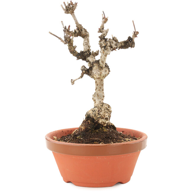 Akebia quinata, 18 cm, ± 10 ans