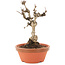 Akebia quinata, 18 cm, ± 10 ans