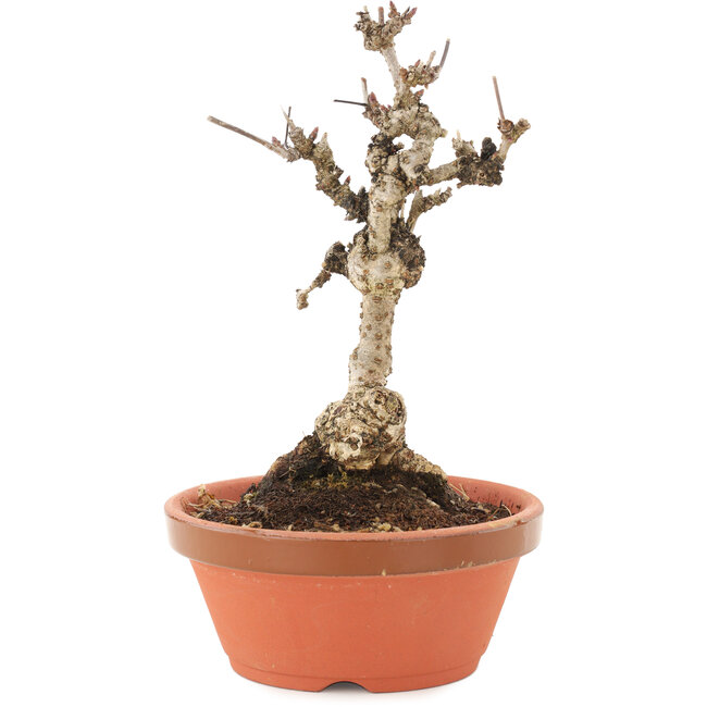 Akebia quinata, 18 cm, ± 10 años