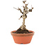Akebia quinata, 18 cm, ± 10 ans