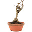 Akebia quinata, 18 cm, ± 10 ans