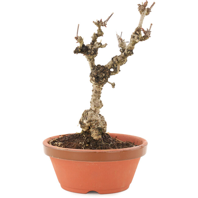 Akebia quinata, 18 cm, ± 10 jaar oud