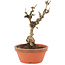 Akebia quinata, 18 cm, ± 10 ans
