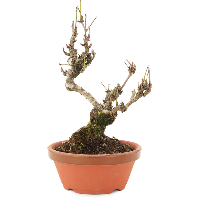 Akebia quinata, 20 cm, ± 10 ans