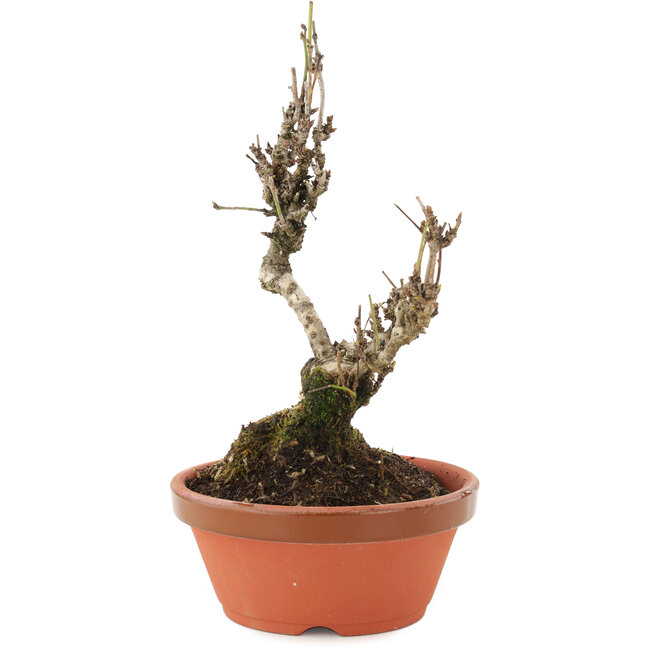 Akebia quinata, 20 cm, ± 10 jaar oud