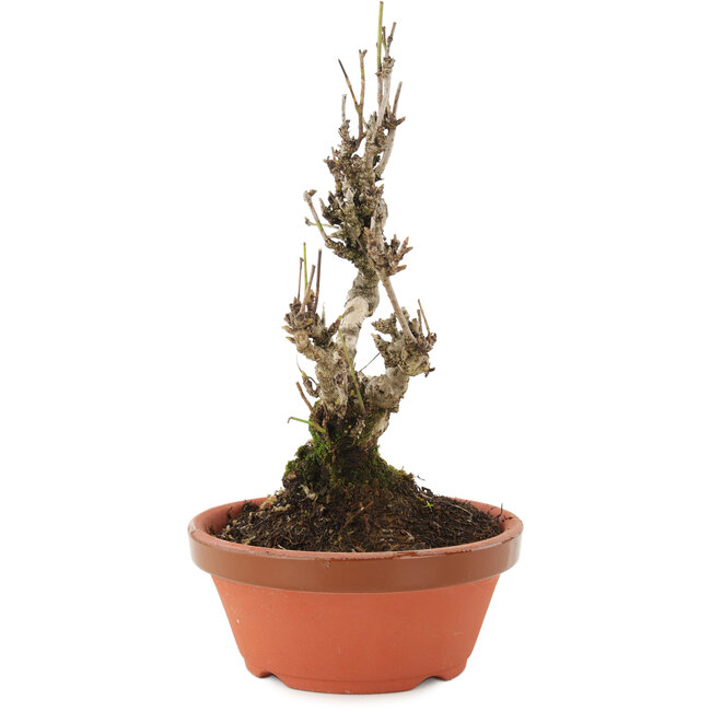 Akebia quinata, 20 cm, ± 10 ans