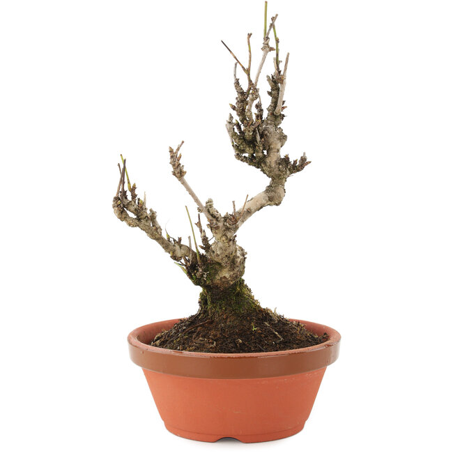 Akebia quinata, 20 cm, ± 10 ans