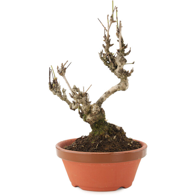 Akebia quinata, 20 cm, ± 10 anni