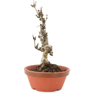 Akebia quinata, 20 cm, ± 10 jaar oud