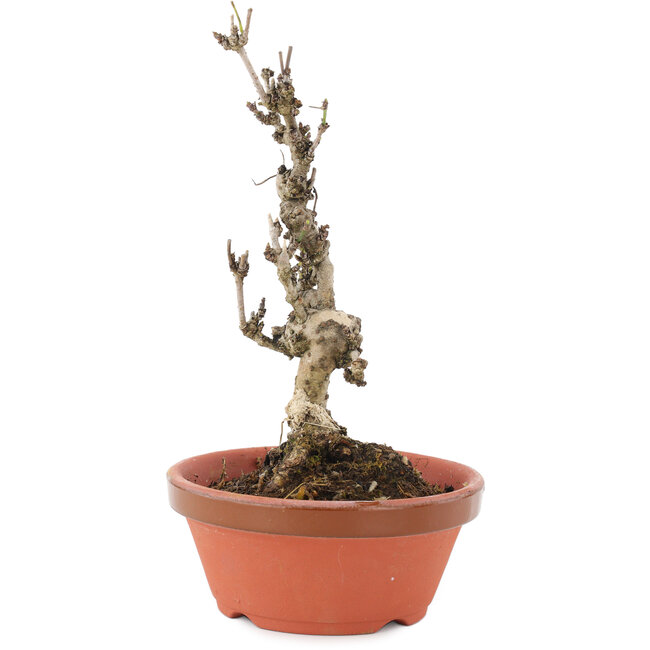 Akebia quinata, 20 cm, ± 10 anni