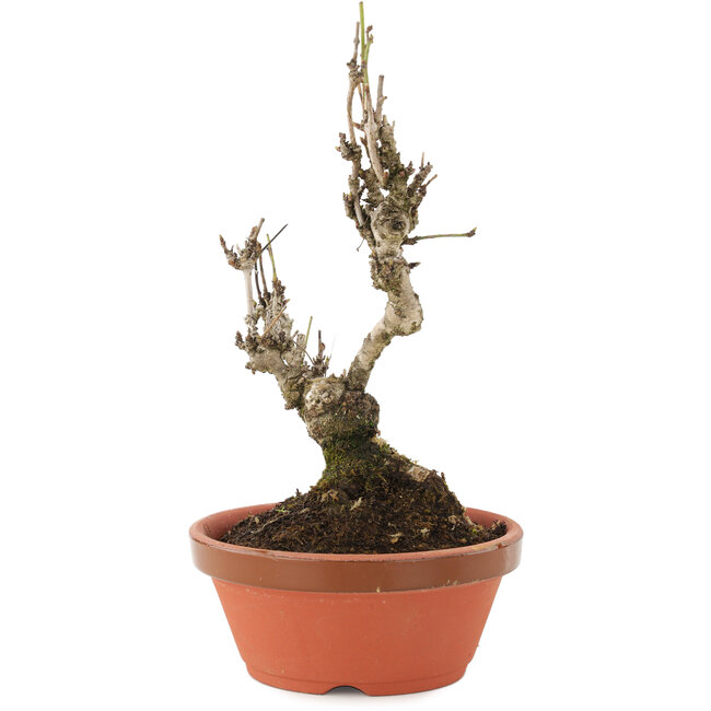 Akebia quinata, 20 cm, ± 10 jaar oud