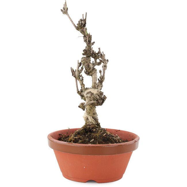 Akebia quinata, 20 cm, ± 10 jaar oud