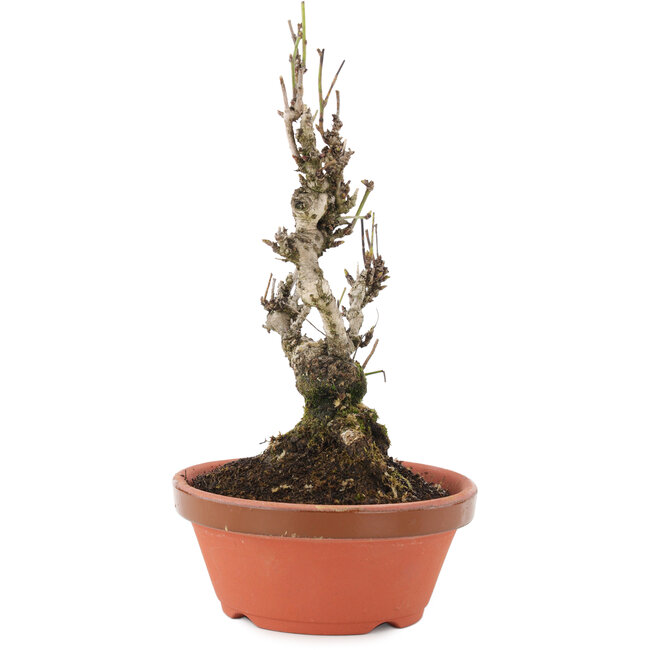 Akebia quinata, 20 cm, ± 10 years old