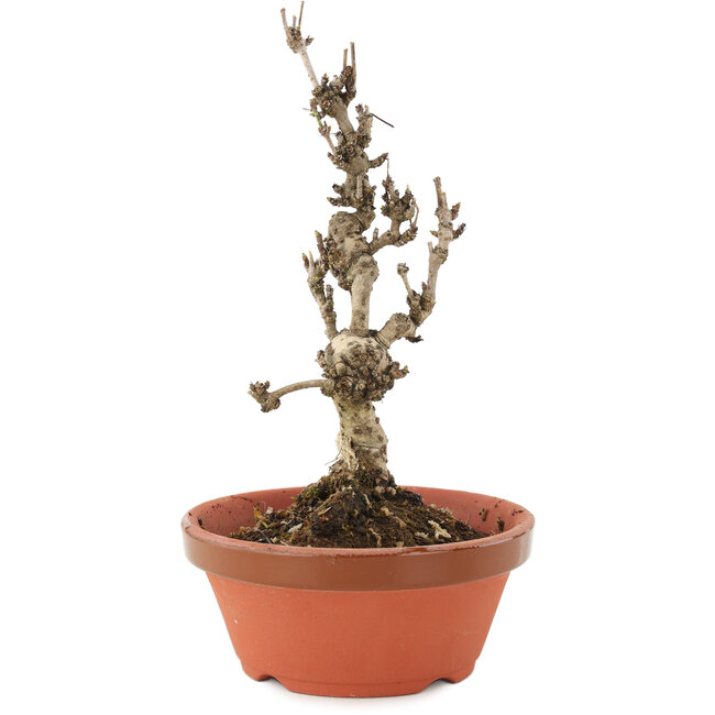 Akebia quinata, 20 cm, ± 10 anni