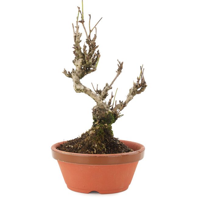 Akebia quinata, 20 cm, ± 10 ans