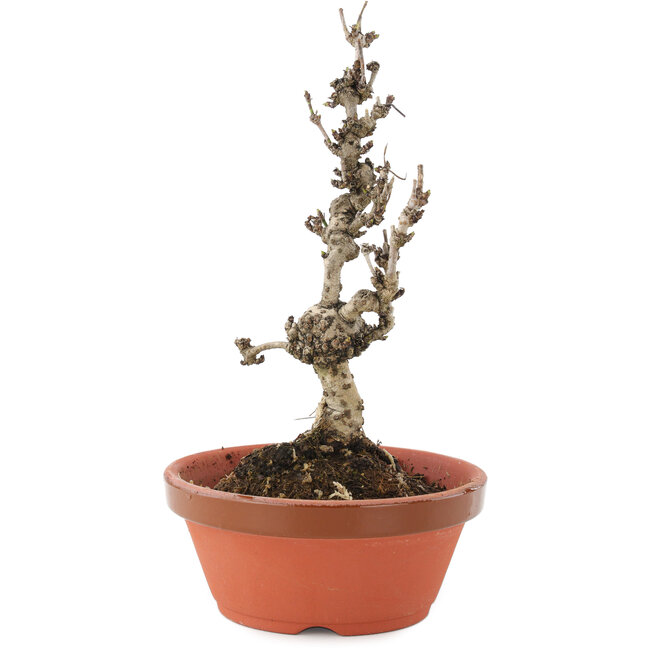 Akebia quinata, 20 cm, ± 10 años