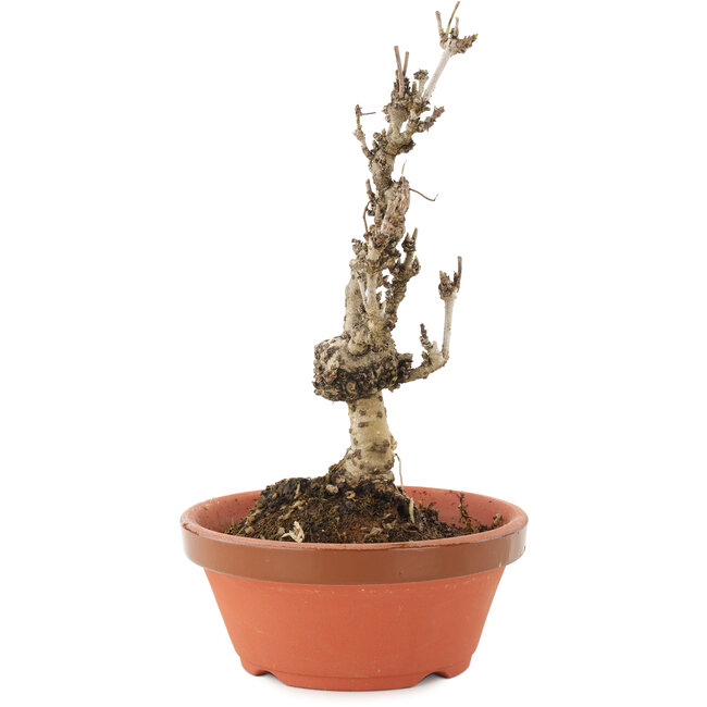 Akebia quinata, 20 cm, ± 10 años