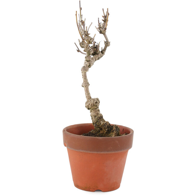 Akebia quinata, 24 cm, ± 10 ans