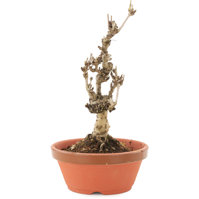 Akebia quinata, 20 cm, ± 10 Jahre alt