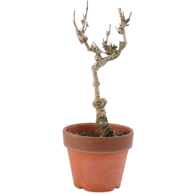 Akebia quinata, 24 cm, ± 10 ans