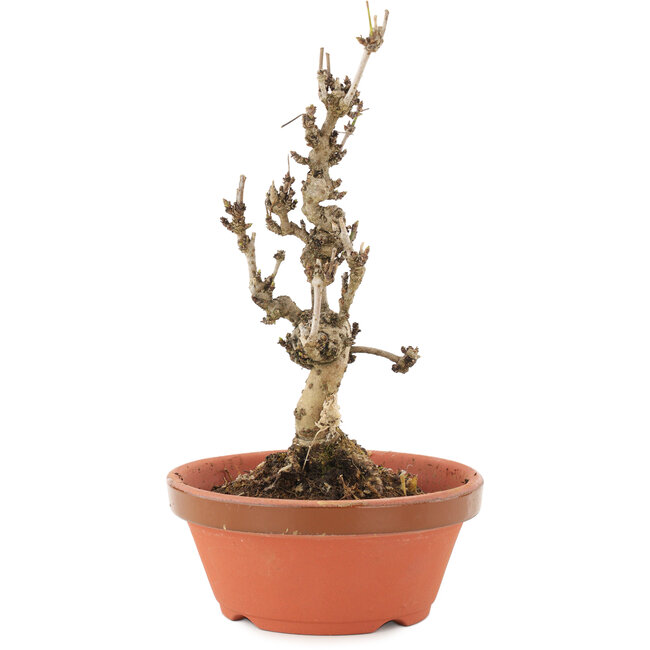 Akebia quinata, 20 cm, ± 10 anni