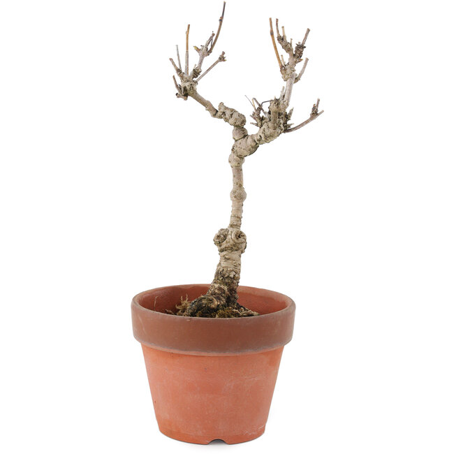 Akebia quinata, 24 cm, ± 10 Jahre alt