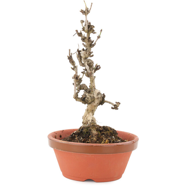 Akebia quinata, 20 cm, ± 10 anni