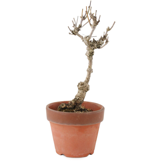 Akebia quinata, 24 cm, ± 10 jaar oud