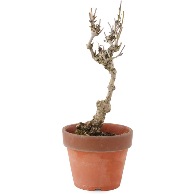 Akebia quinata, 24 cm, ± 10 anni