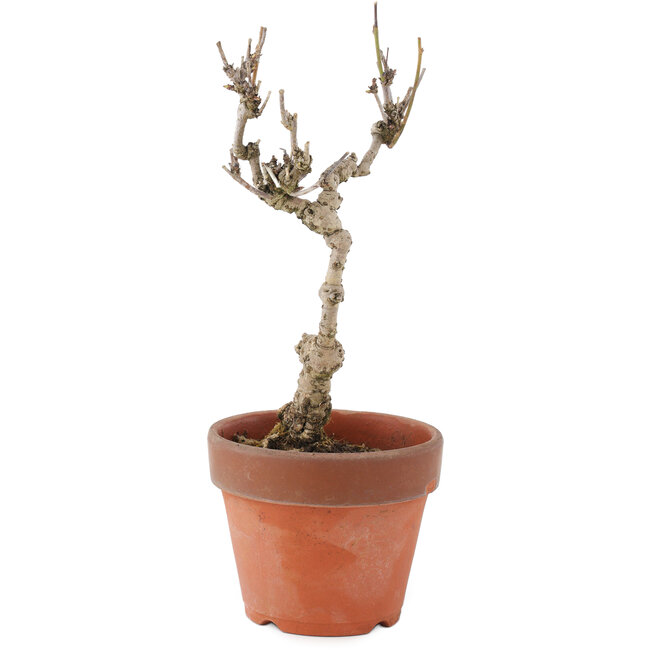 Akebia quinata, 24 cm, ± 10 anni