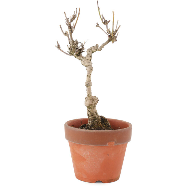 Akebia quinata, 24 cm, ± 10 jaar oud