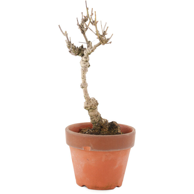 Akebia quinata, 24 cm, ± 10 years old