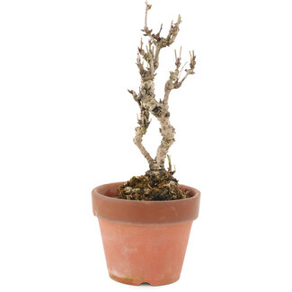 Akebia quinata, 22 cm, ± 10 años