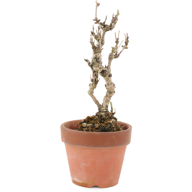 Akebia quinata, 22 cm, ± 10 ans