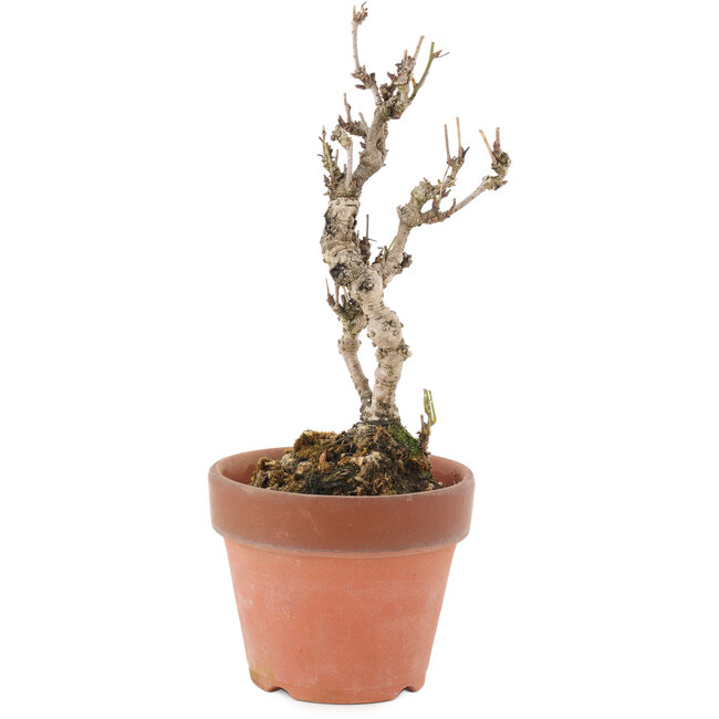 Akebia quinata, 22 cm, ± 10 anni