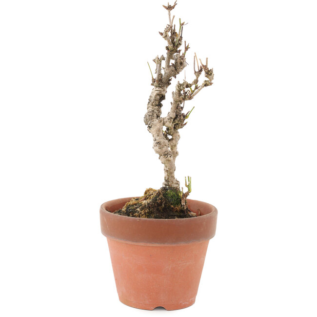 Akebia quinata, 22 cm, ± 10 ans