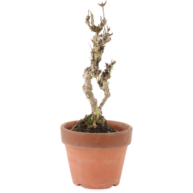 Akebia quinata, 22 cm, ± 10 jaar oud