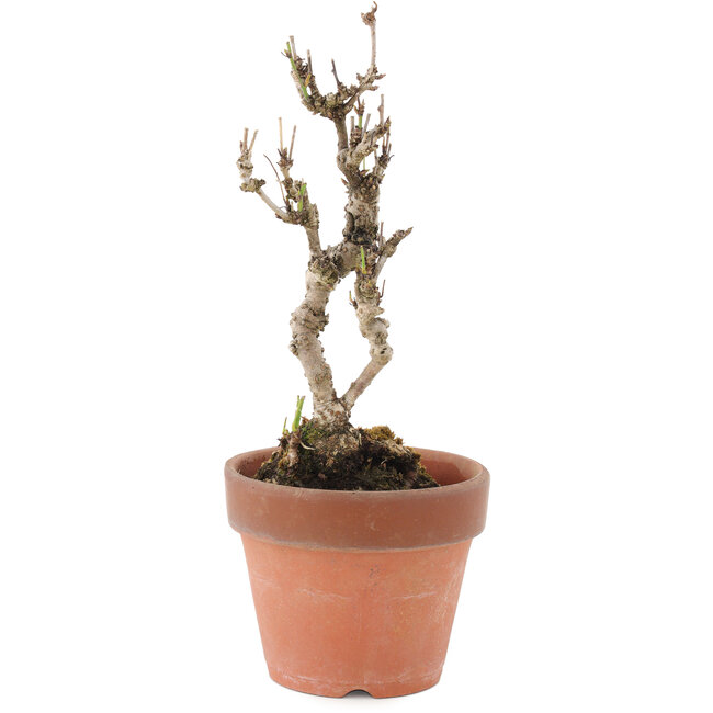 Akebia quinata, 22 cm, ± 10 ans