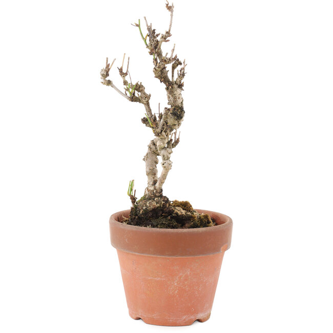 Akebia quinata, 22 cm, ± 10 anni