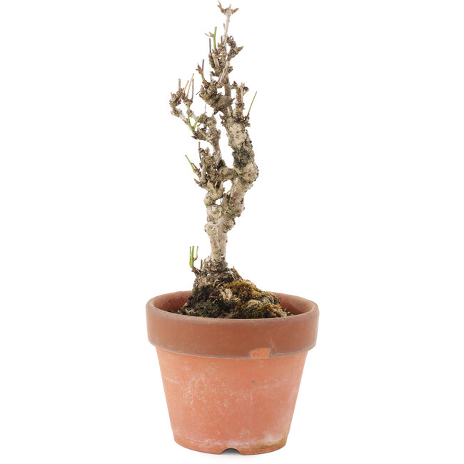 Akebia quinata, 22 cm, ± 10 anni