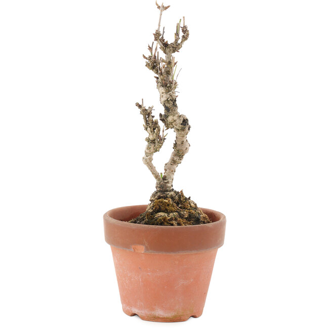 Akebia quinata, 22 cm, ± 10 jaar oud