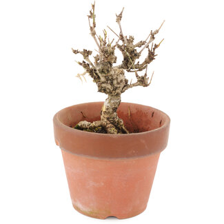 Akebia quinata, 15,5 cm, ± 10 ans