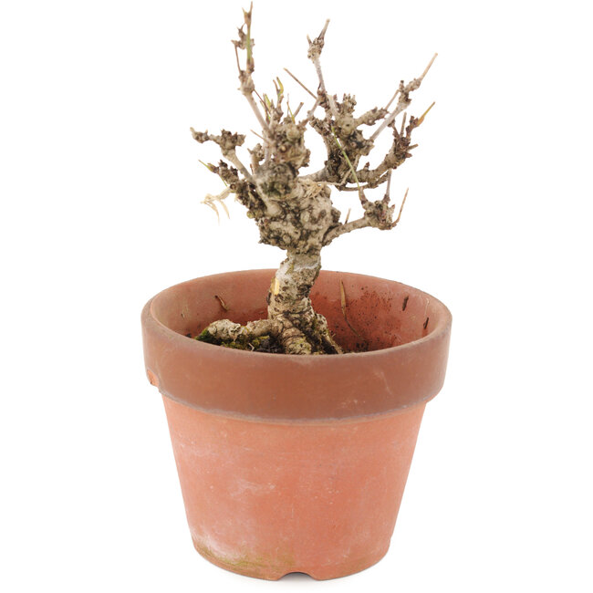 Akebia quinata, 15,5 cm, ± 10 anni