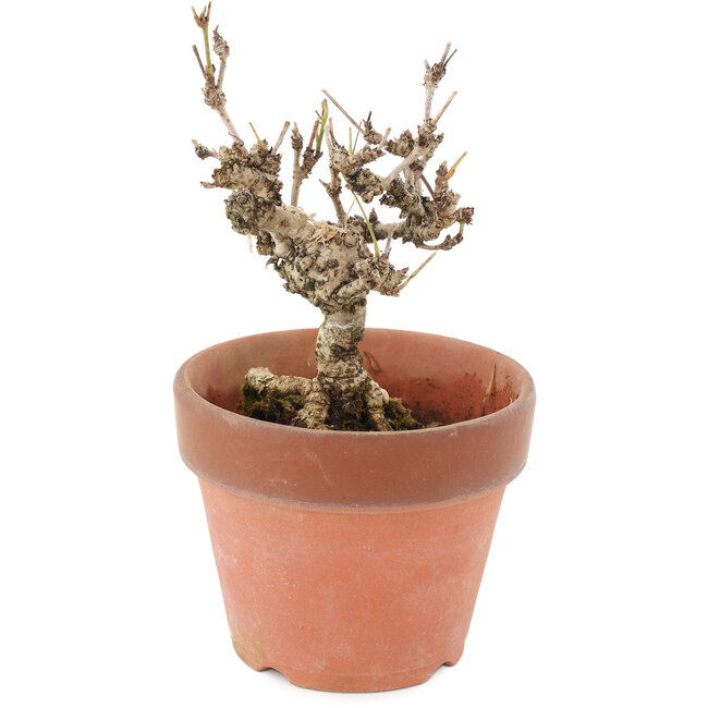 Akebia quinata, 15,5 cm, ± 10 jaar oud