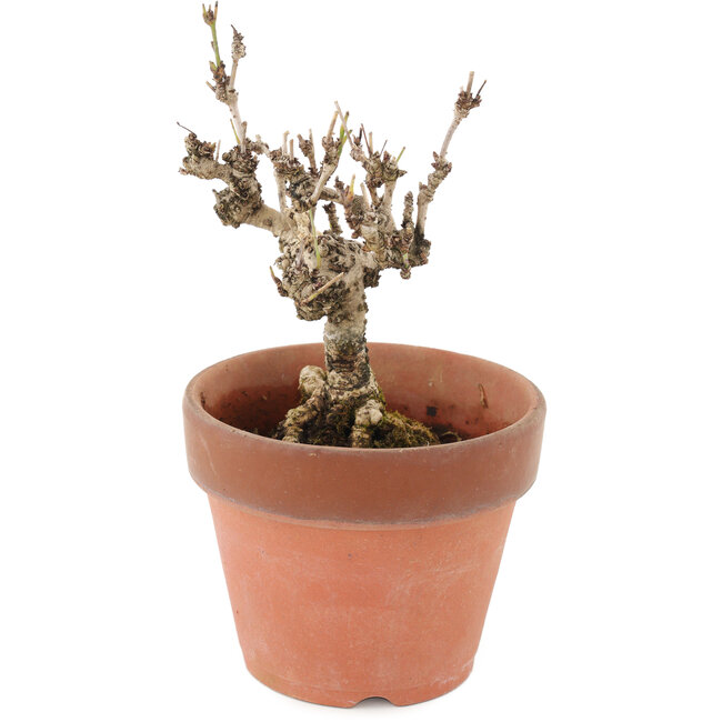 Akebia quinata, 15,5 cm, ± 10 years old