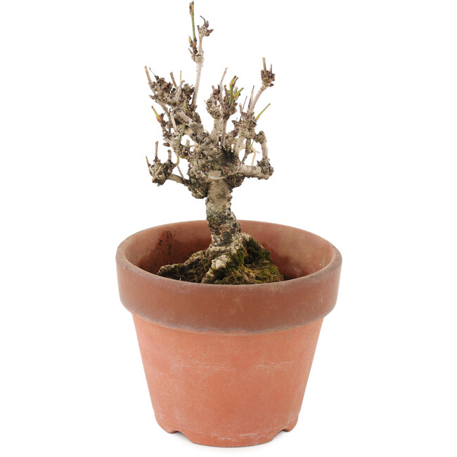 Akebia quinata, 15,5 cm, ± 10 jaar oud