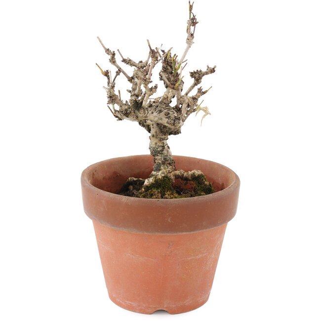 Akebia quinata, 15,5 cm, ± 10 Jahre alt